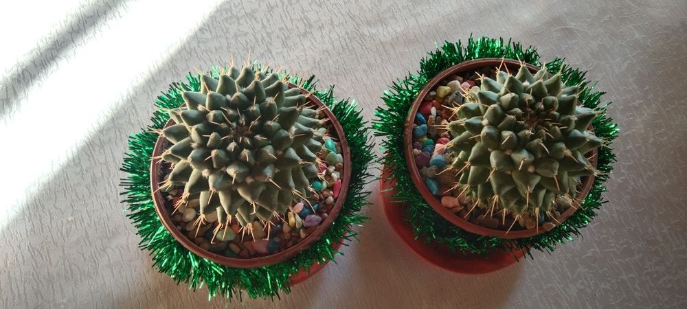 Кактусы новогодние подарки