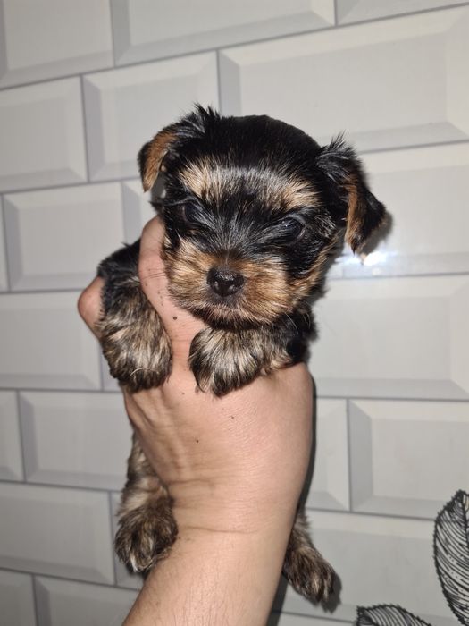 Продам щенков йоркширского терьера.