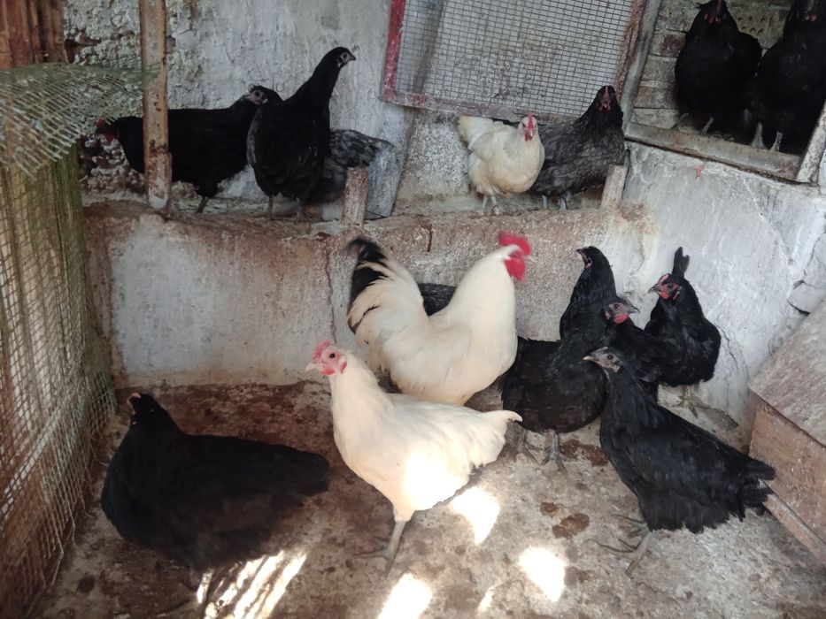 Австролорп Черен, син кокошки 8месеца