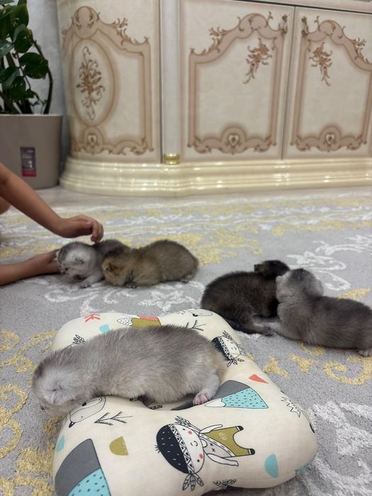 Продается шотландские шиншиллы