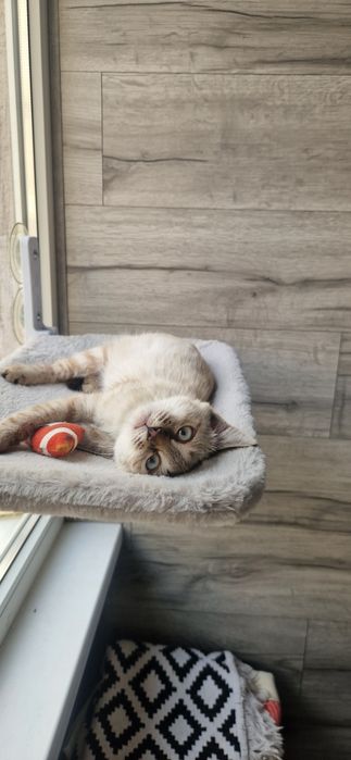 Котенок ищет любящий дом
