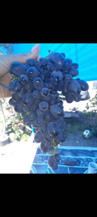 Vand pomi fructiferi si arbusti fructifer