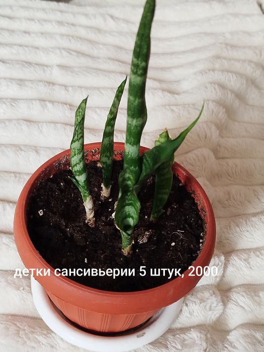 Комнатные растения