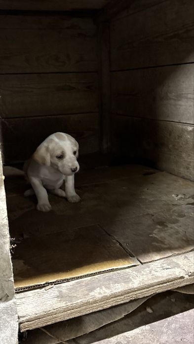 1 айлық күшіктер…