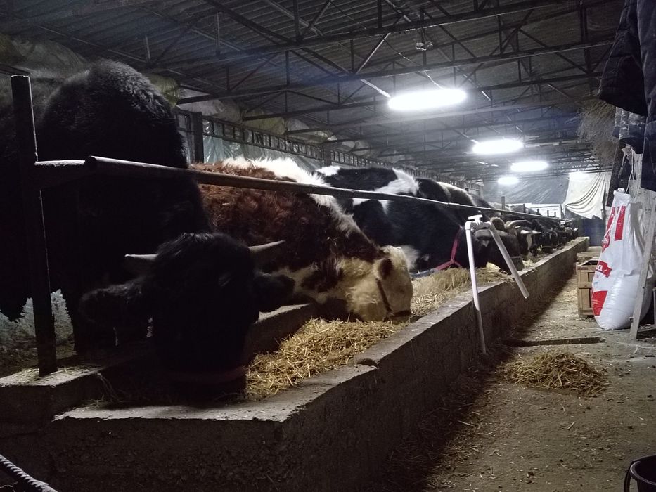 Бугоз сигирлар сотилади зот тоза