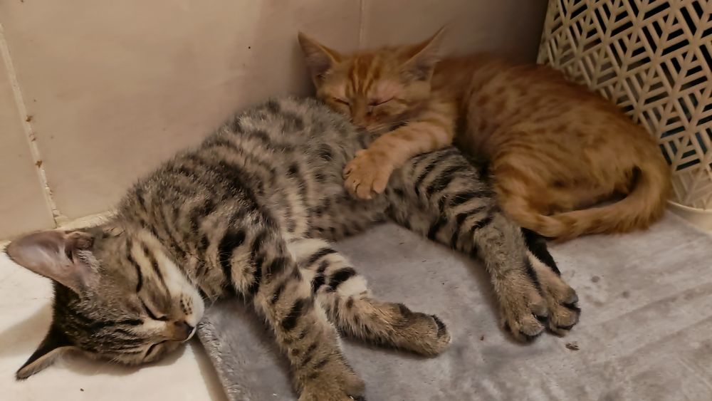 Котята бесплатно мальчики