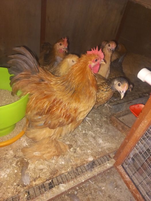 Брама тухумлари сотилади бостириша уругланга