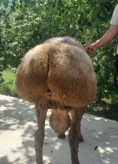 Arashan parodali qoʻchqor sotiladi