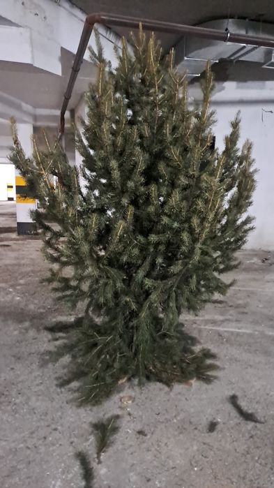 ЁЛКА Живой метр 2