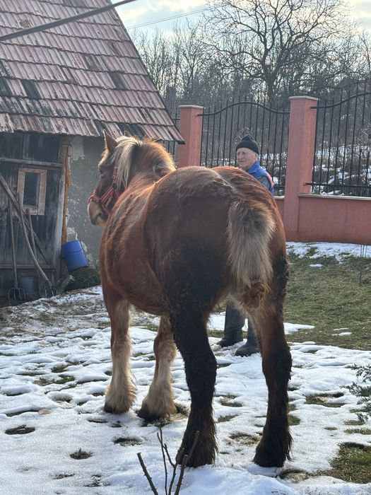 Vând cal! ………… !