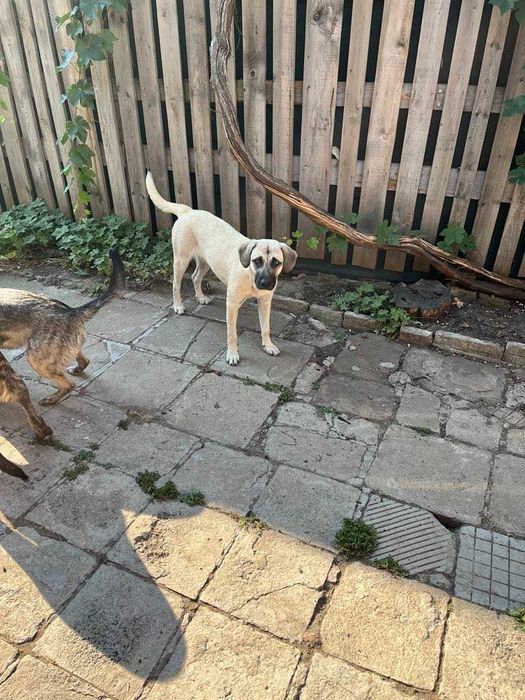 Подарявам младо женско куче