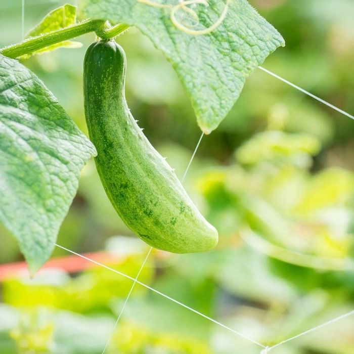 Мрежа за увивни растения и зеленчуци 1.2х20 м, Око 15х17 см – Идеална