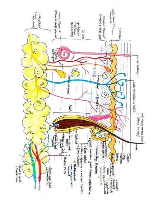 Schițe, Scheme și Sinteze Barron's pentru admiterea la medicină