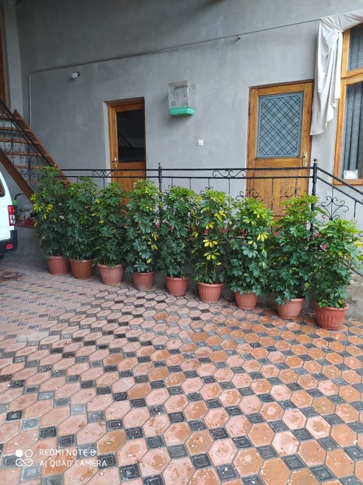 Ofis va xonadon uchun mos gullar sotiladi