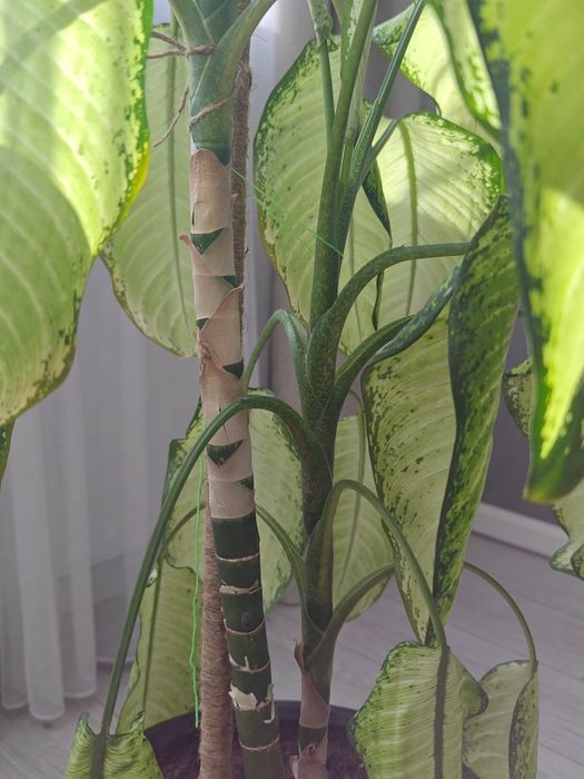 Диффенбахия комнатное растение