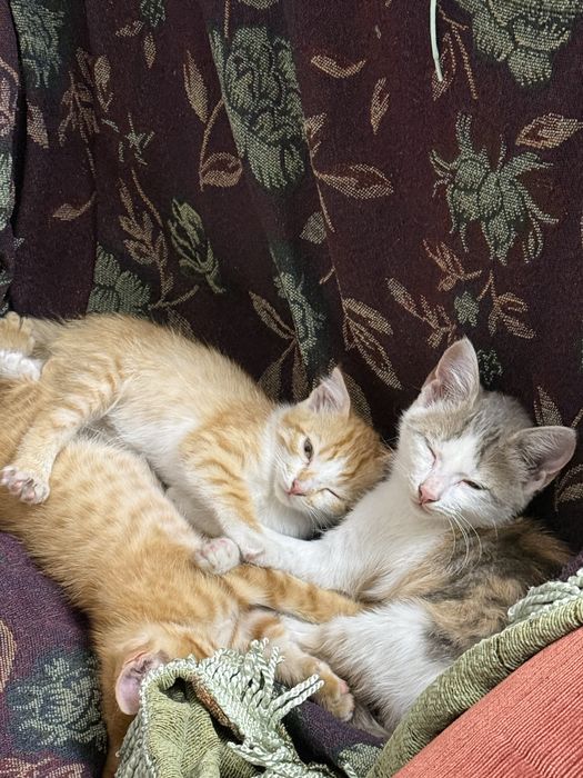 Кошки, отдам девочек в добрые руки!