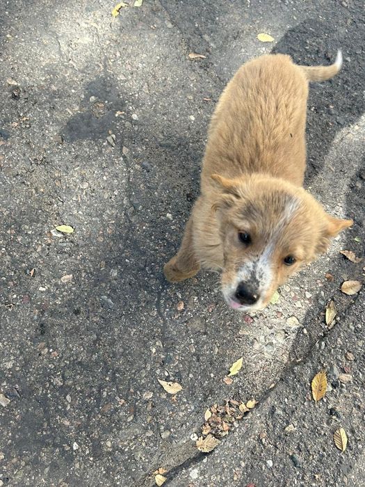 Отдам щенят в добрые руки