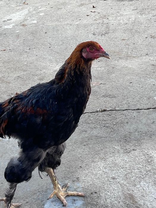 Продается цыпленки