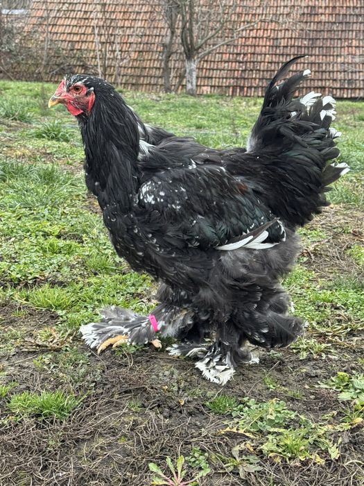 Vând cocoș superb Brahma negru bobat 2025