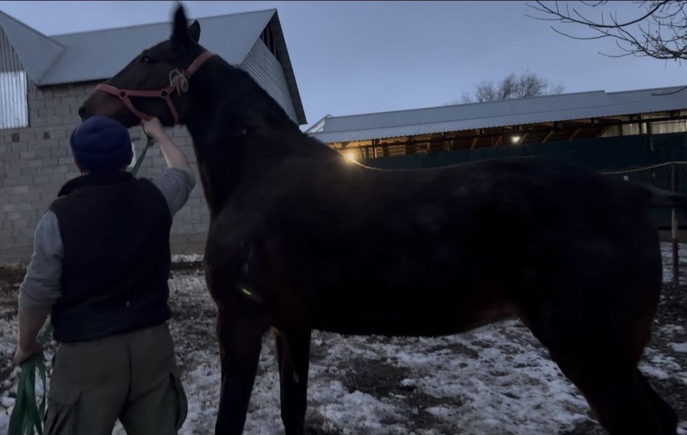 Продам Орловскую Кобылу