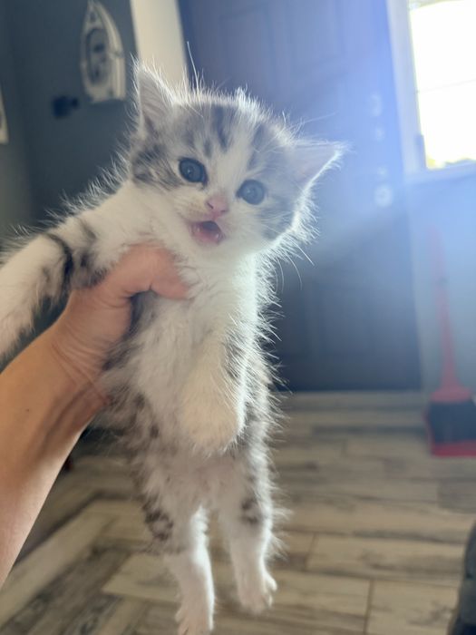 Отдам в добрые руки котят