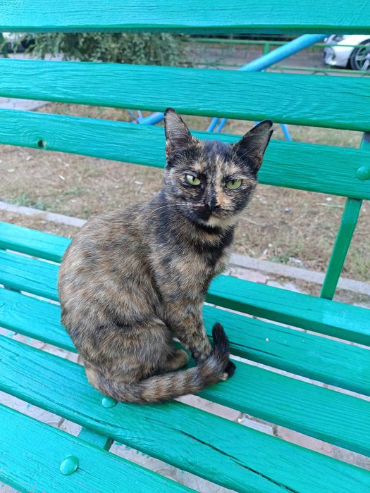 Кошечка двух цветная