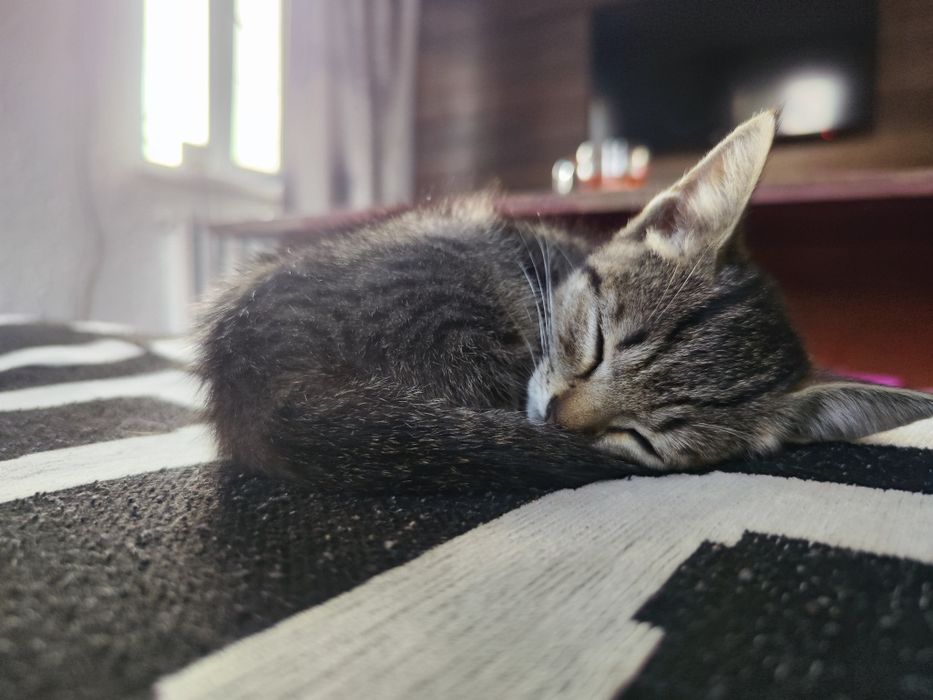 Кошечка крысолов. Девочка
