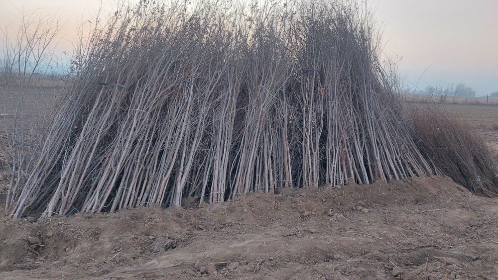 Қарағаш көшеттері