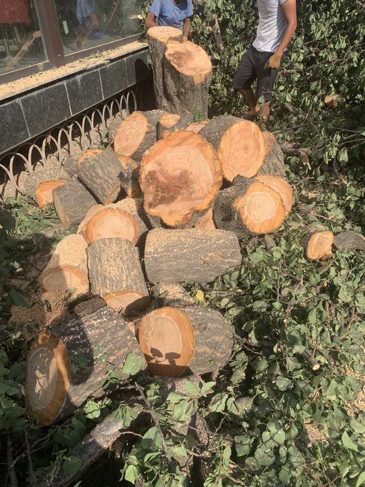 Дрова урюк . Самовывоз .