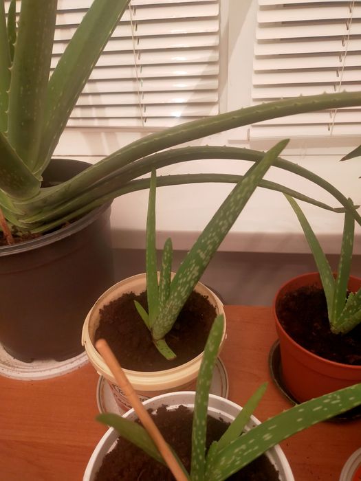 Алоэ вера среднего размера лечебный