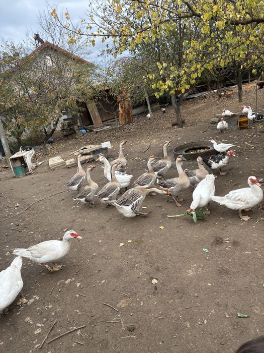Vand gaste la 150 lei buc si ratoi la 100 lei buc
