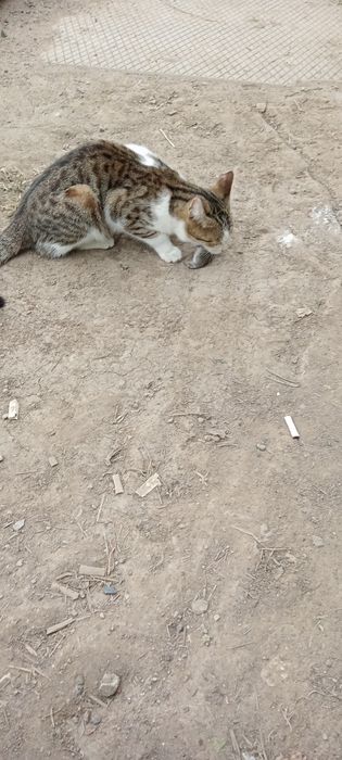 Отдам в добрые руки.