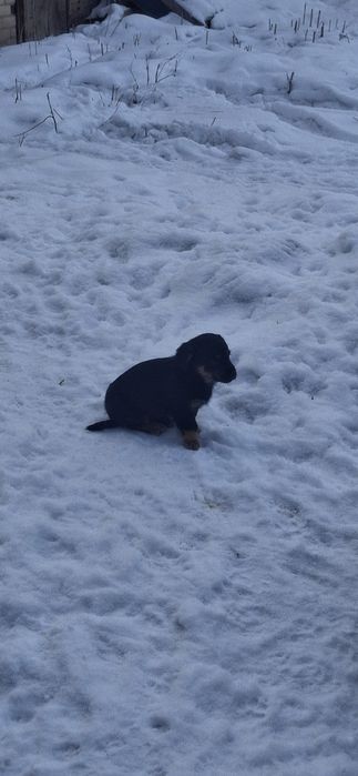 Отдам щенка в добрые руки.  Мальчик