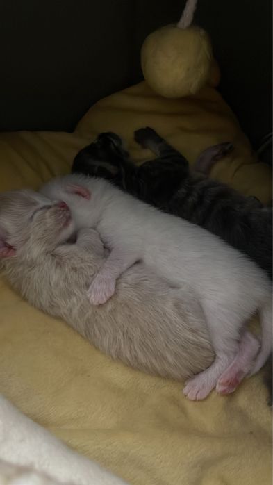 Котенок продам вислоушки