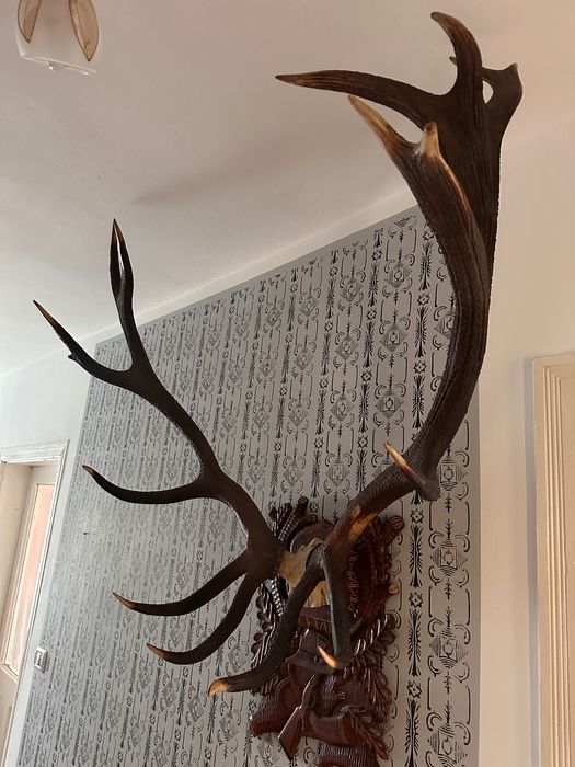 Coarne de cerb , greutate peste 9 kg perechea