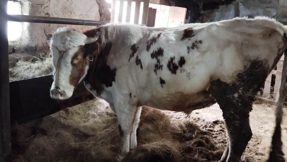 Продается бык производитель