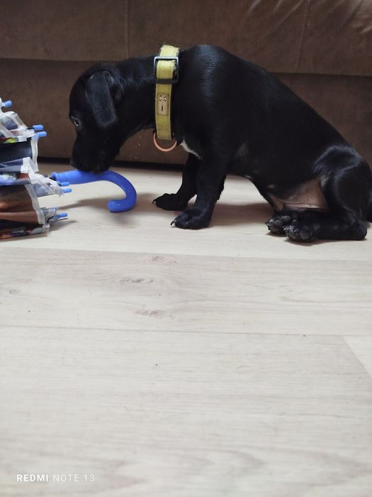 щенок в добрые руки