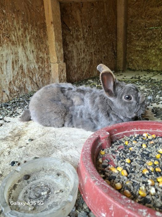 Masculi de rex pitic
