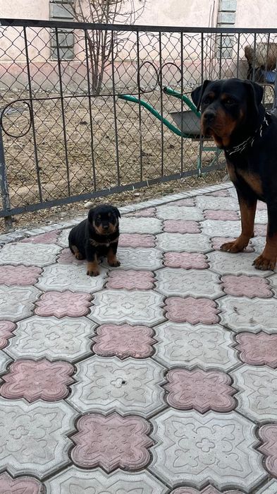 Продам сабаку ратвейлер.