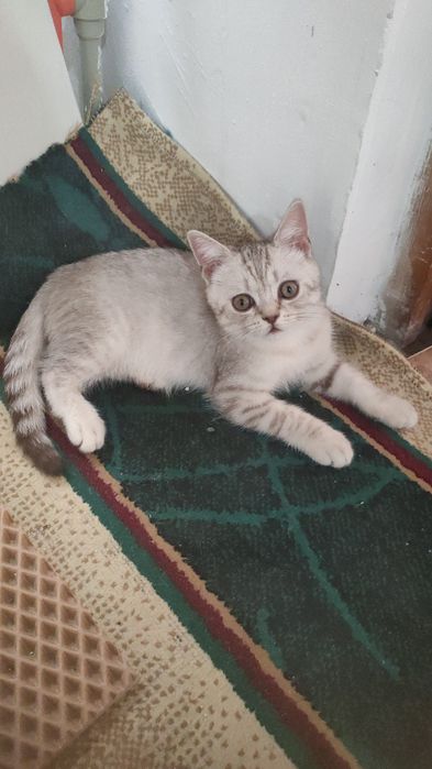 Мысык сатылады британский