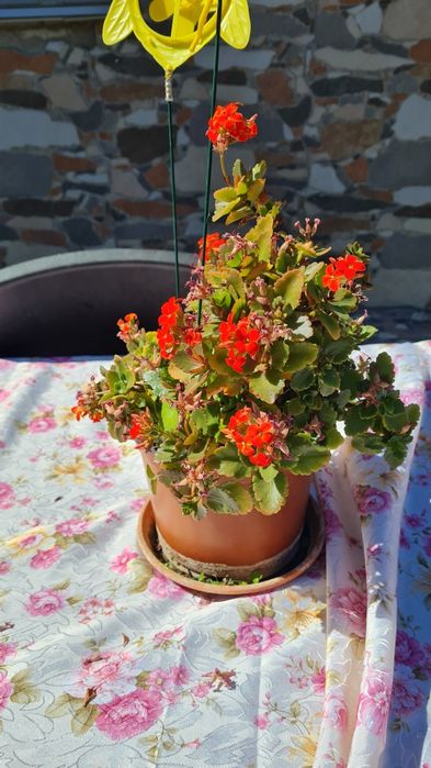 Plantă kalanchoe