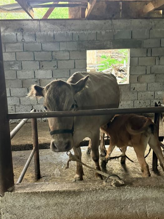 Продам карова с теленкам