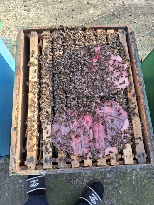 Vand familii de albine