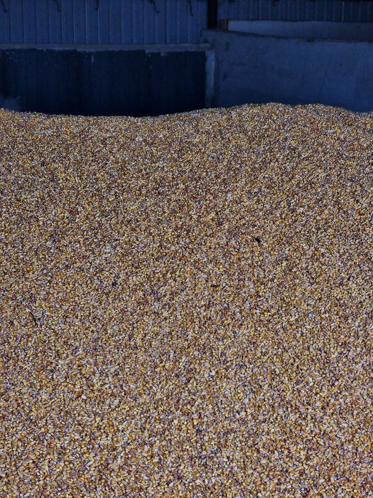 Vând porumb campania 2025