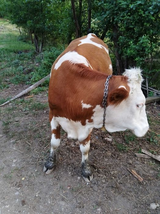 Junincă de 2 ani si 4 luni