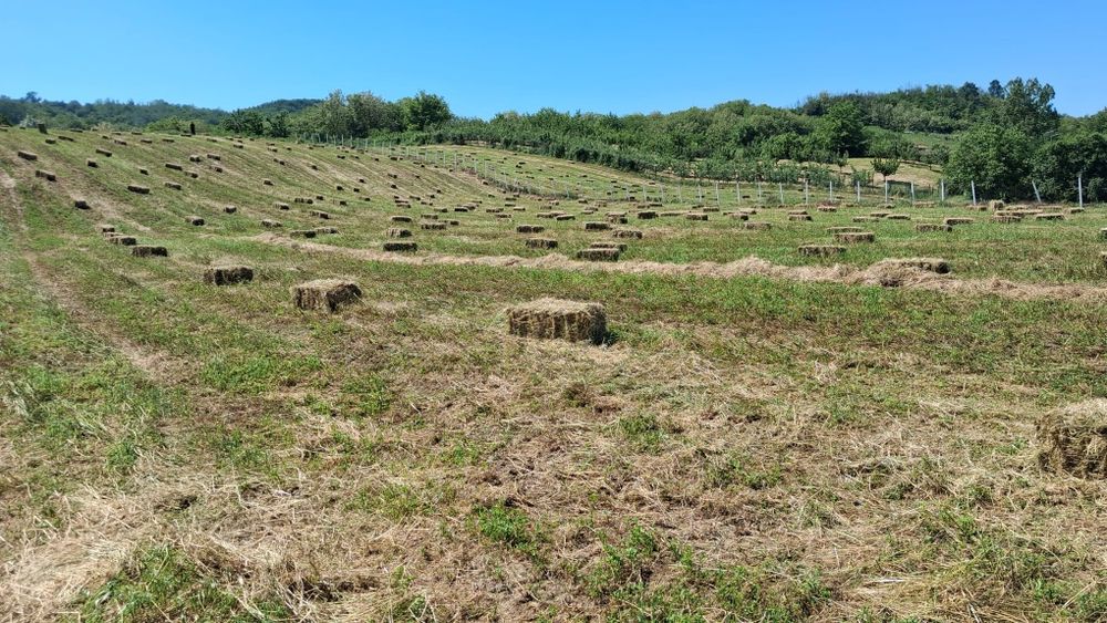 Baloți lucernă Ionesti