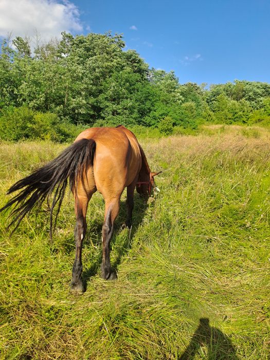 Vând cal bun de ham