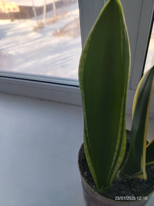 Пальма цена 2500тг