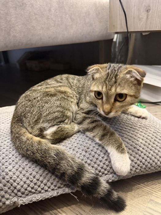Отдам котенка в добрые руки