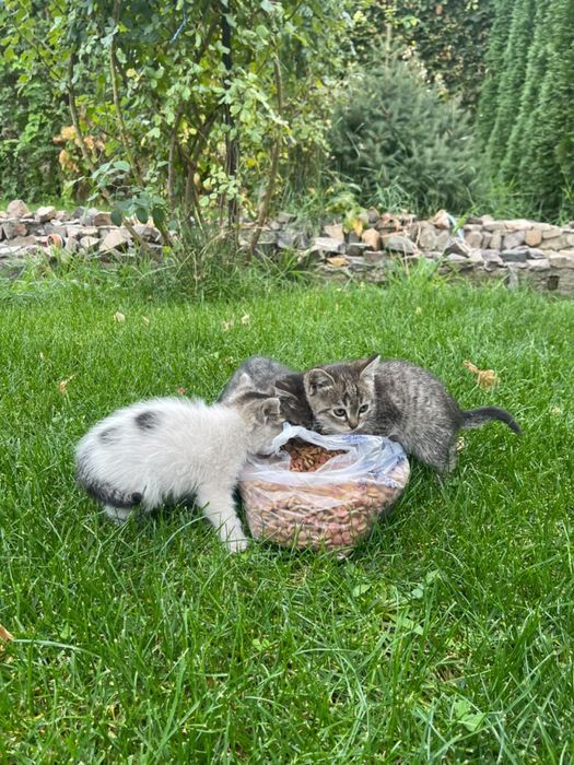 Котята в хорошие руки
